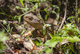 New Zealand 2025 (2 group) (49/84)